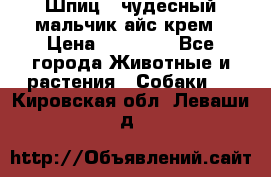 Шпиц - чудесный мальчик айс-крем › Цена ­ 20 000 - Все города Животные и растения » Собаки   . Кировская обл.,Леваши д.